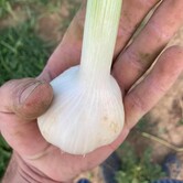 Rodinná farma Mašovice