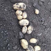 Rodinná farma Mašovice