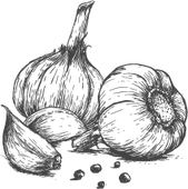 Pěstov&aacute;n&iacute; česneku Znojmo